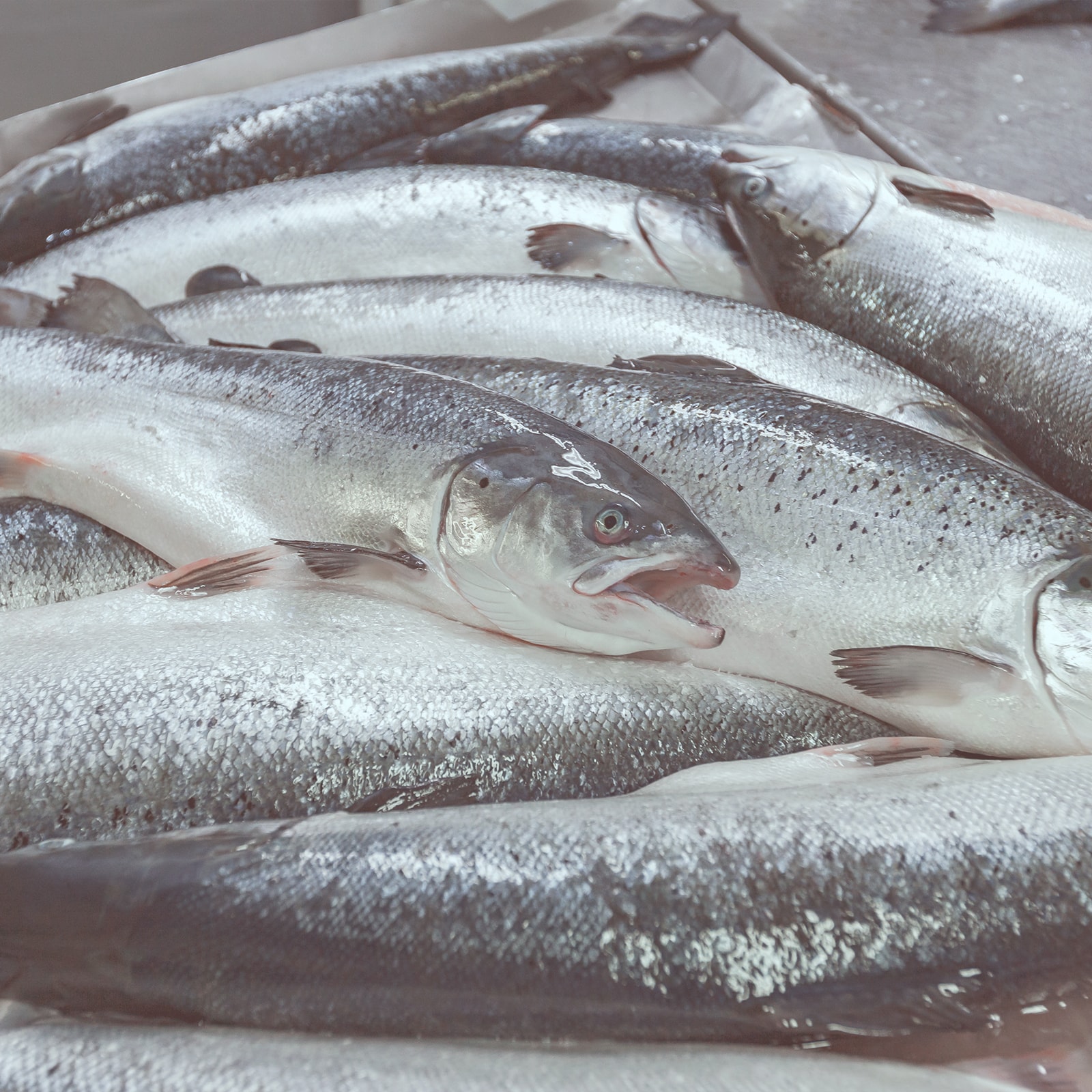 En bunke friske fisk på is
