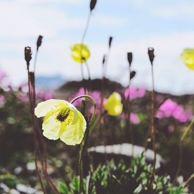 Forårsblomster står i højt græs