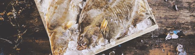 To nyfisket helleflyndere.