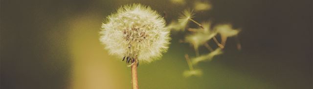 Frøene fra en mælkebøtte flyver i vinden